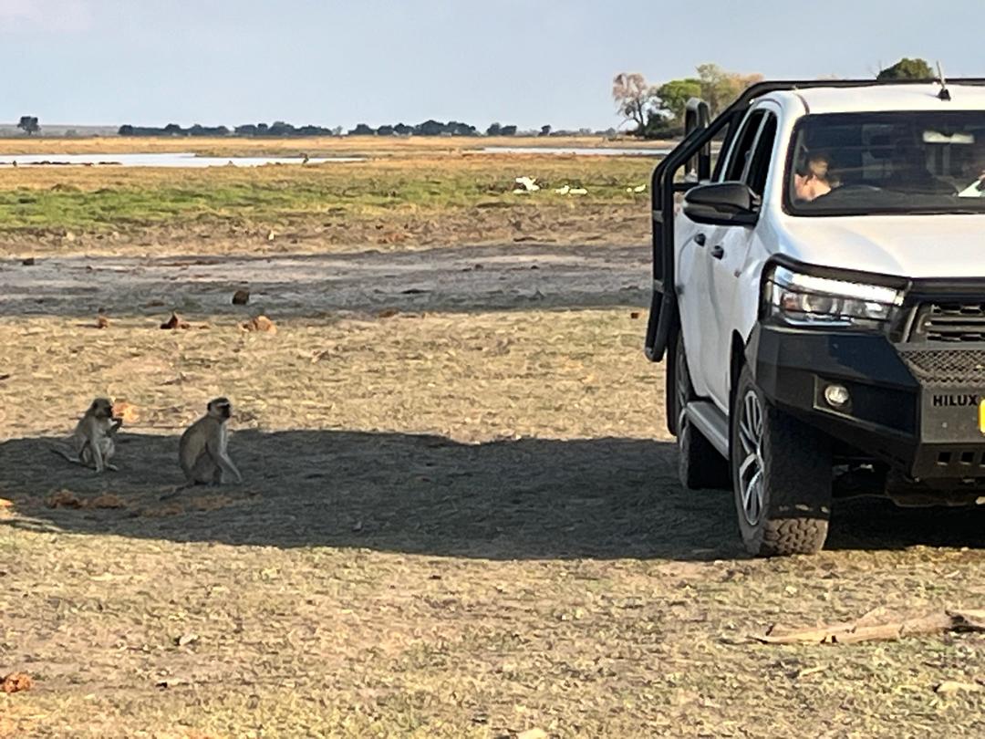 Toyota 4x4 Vehicle and Monkeys